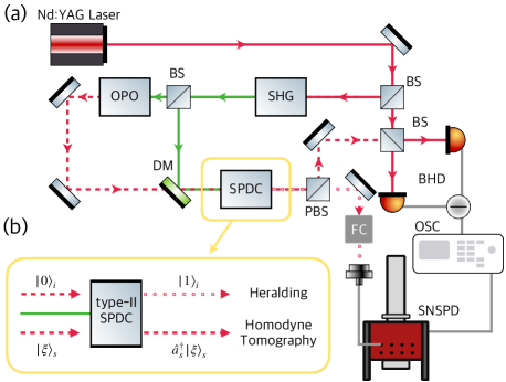 Experimental setup for generating heralded optical Schrödinger cat states via photon addition to squeezed vacuum